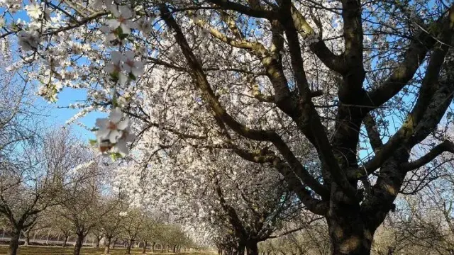 Almendros en flor al lado de la Costa del Sol, un espectáculo efímero y cautivador