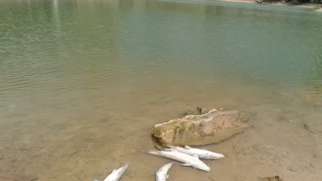 Lago de las Tortugas. Marbella