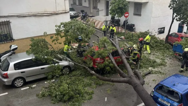 Árbol Marbella