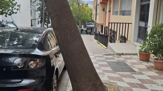 Tildan de “indecencia e insulto” las explicaciones del PP de Marbella sobre el árbol caído en el barrio de Santa Marta