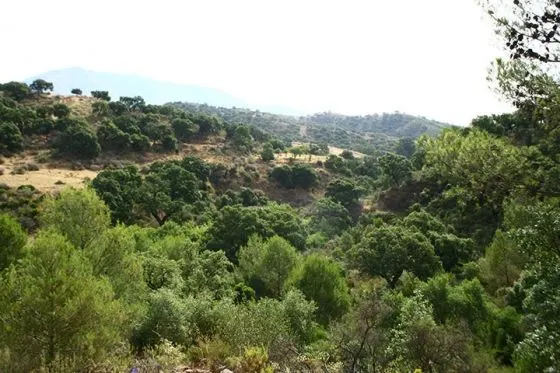 Siete municipios impulsan la declaración de la Sierra de Mijas-Alpujata como parque natural