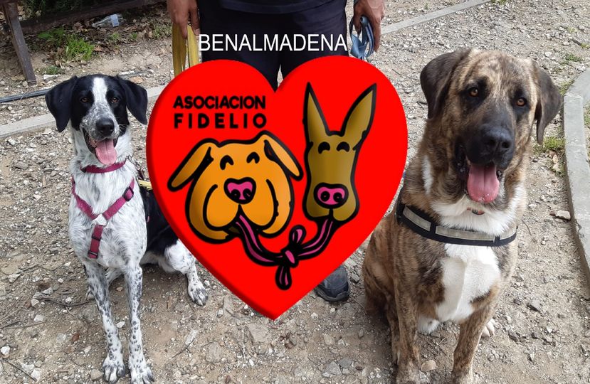 fidelio