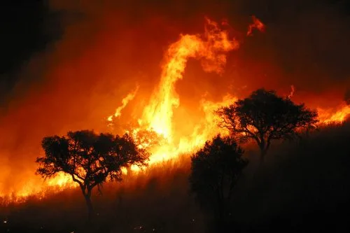 Incendio. Foto Green Peace