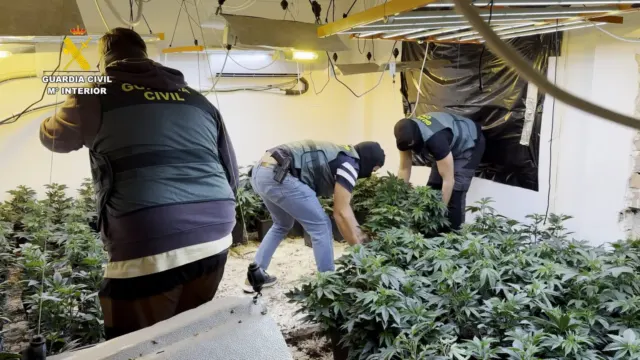 Operación ‘Nazarí 64 Falla’: 35 detenidos, incautadas 17.000 plantas de marihuana, dinero, 26 armas y munición con registros en Benalmádena