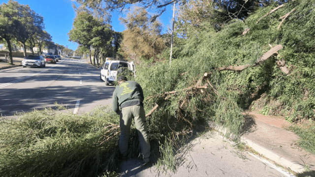 Benalmádena registró más de veinte intervenciones municipales por el temporal de viento en el Día de Reyes