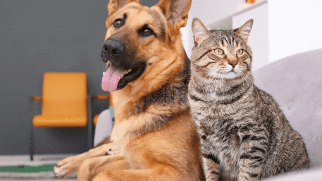 El Ayuntamiento de Manilva refuerza su compromiso con el bienestar animal