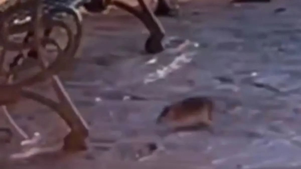 Las ratas se viralizan en Mijas