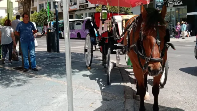 Los coches de caballos de Marbella, en manos de la Justicia tras la denuncia de Ecologistas en Acción