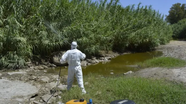 El Ayuntamiento de Mijas intensifica su plan de choque preventivo contra el mosquito que puede transmitir el virus del Nilo occidental