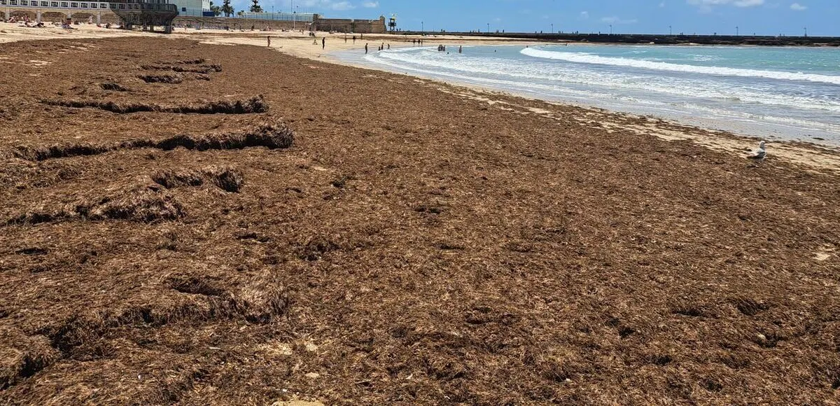 La Mancomunidad de Municipios de la Costa del Sol Occidental busca soluciones frente al alga asiática