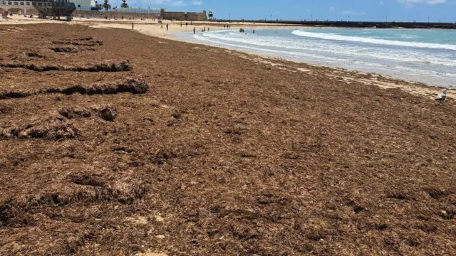 La Mancomunidad de Municipios de la Costa del Sol Occidental busca soluciones frente al alga asiática