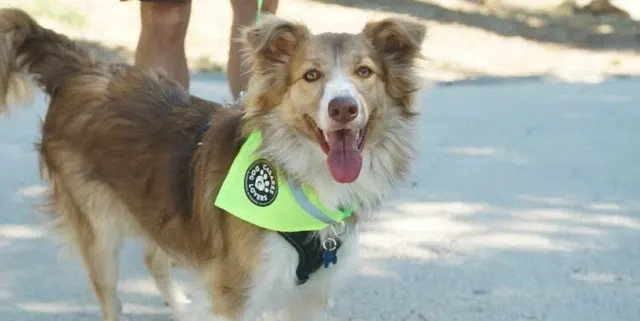 Casares Costa celebrará el III ‘Guau Fest’, una jornada de convivencia y actividades dedicadas a las mascotas