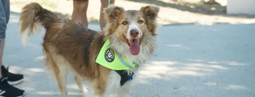 Casares Costa celebrará el III ‘Guau Fest’, una jornada de convivencia y actividades dedicadas a las mascotas