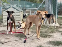 Roali Vinos y Suspiros de Cuatro Patas se unen en Mijas en una cata benéfica por los animales