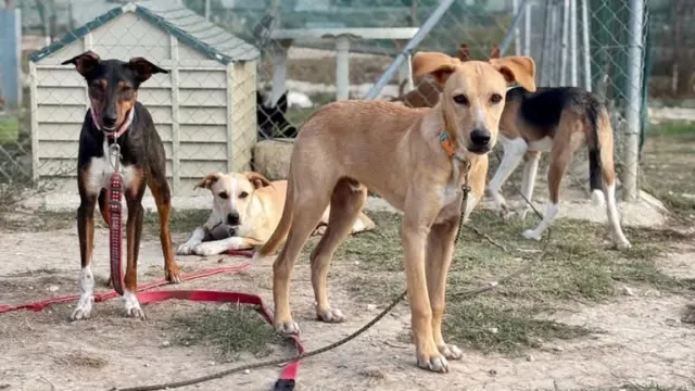 Roali Vinos y Suspiros de Cuatro Patas se unen en Mijas en una cata benéfica por los animales